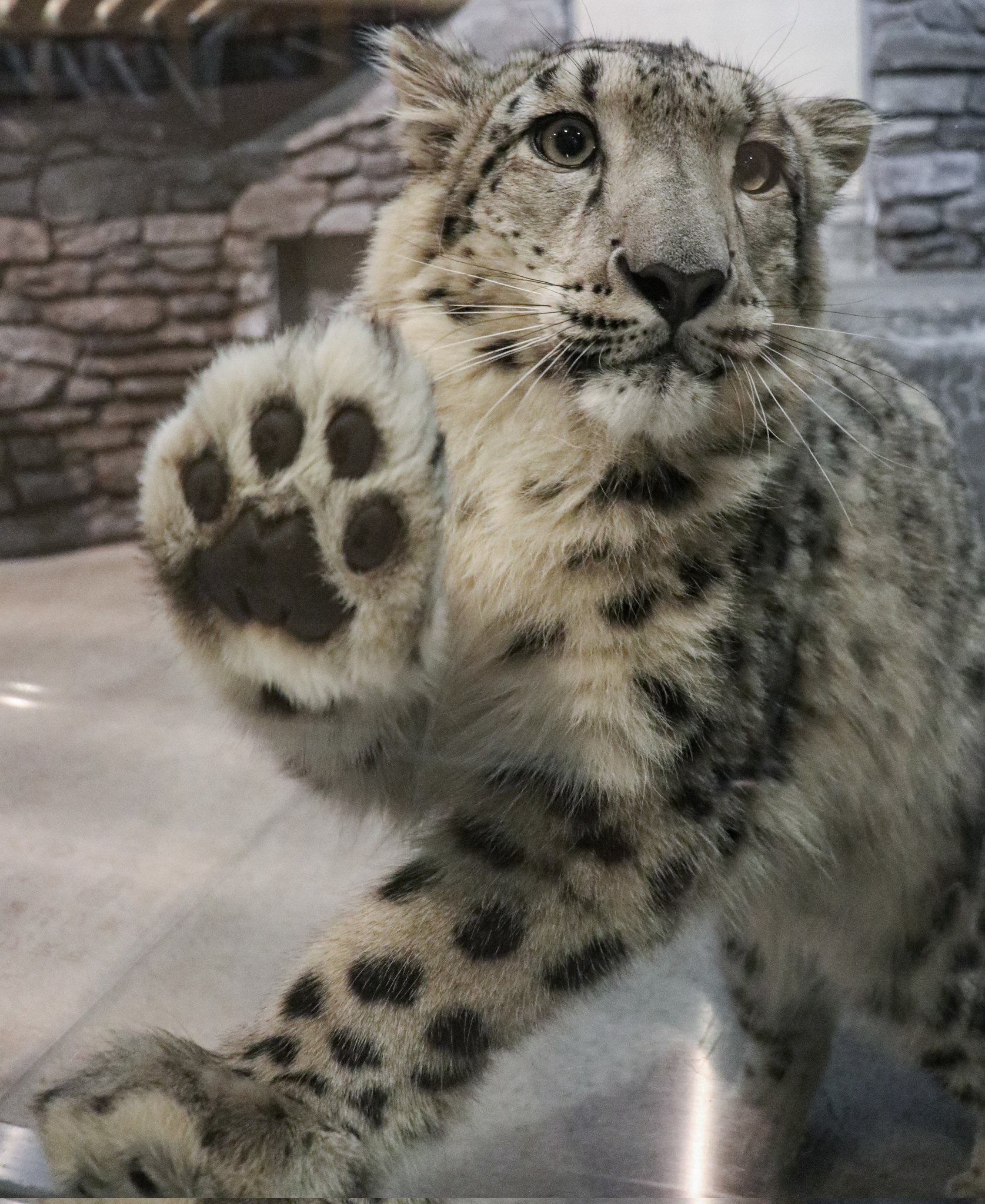 A friendly snow leopard holding its paw up to glass, looking like it is waving